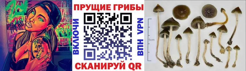 kraken зеркало  Меленки  Псилоцибиновые грибы Psilocybe 